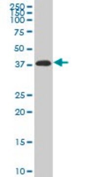 Monoclonal Anti-PITX2 antibody produced in mouse clone 3D2, purified immunoglobulin, buffered aqueous solution