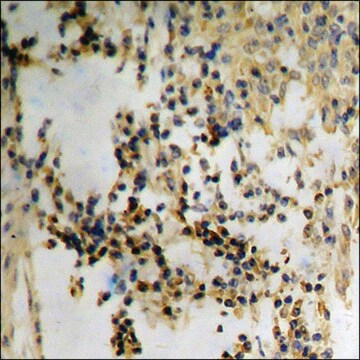 Anti-phospho-Met (pTyr1349) antibody produced in rabbit affinity isolated antibody