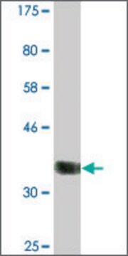 Monoclonal Anti-CABIN1, (N-terminal) antibody produced in mouse clone 2G2, ascites fluid