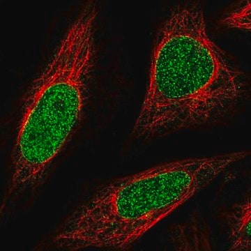 Anti-ABCA5 antibody produced in rabbit Prestige Antibodies&#174; Powered by Atlas Antibodies, affinity isolated antibody