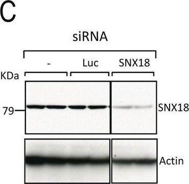 Anti-&#946;-Actin&#8722;Peroxidase antibody, Mouse monoclonal clone AC-15, purified from hybridoma cell culture