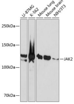 Anti-JAK2 Antibody, clone 4B0K1, Rabbit Monoclonal