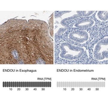 Anti-ENDOU antibody produced in rabbit Prestige Antibodies&#174; Powered by Atlas Antibodies, affinity isolated antibody, buffered aqueous glycerol solution