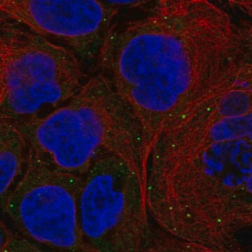 Anti-Fancd2Os Antibody Produced In Rabbit Prestige Antibodies&#174; Powered by Atlas Antibodies, affinity isolated antibody, buffered aqueous glycerol solution