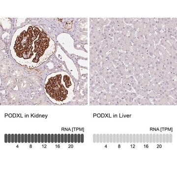 Monoclonal Anti-PODXL antibody produced in mouse clone CL0284, purified immunoglobulin, buffered aqueous glycerol solution