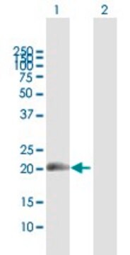 Anti-MDS1 antibody produced in mouse purified immunoglobulin, buffered aqueous solution