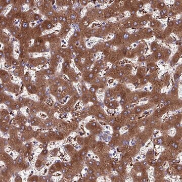 Anti-HP antibody produced in rabbit Prestige Antibodies&#174; Powered by Atlas Antibodies, affinity isolated antibody, buffered aqueous glycerol solution