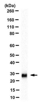 Anti-KLK6 Antibody, clone 27-4 clone 27-4, from mouse