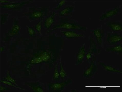 Monoclonal Anti-PMS2, (C-terminal) antibody produced in mouse clone 4A8, purified immunoglobulin, buffered aqueous solution