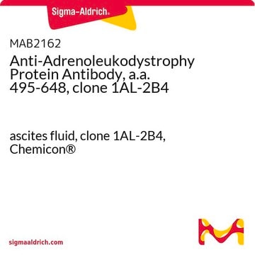 Anti-Adrenoleukodystrophy Protein Antibody, a.a. 495-648, clone 1AL-2B4 ascites fluid, clone 1AL-2B4, Chemicon&#174;