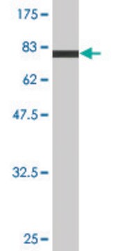 Monoclonal Anti-BCL2L13 antibody produced in mouse clone 4G11, purified immunoglobulin, buffered aqueous solution