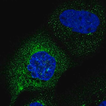 Anti-C2orf76 antibody produced in rabbit Prestige Antibodies&#174; Powered by Atlas Antibodies, affinity isolated antibody