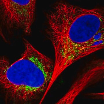 Anti-C18orf63 antibody produced in rabbit Prestige Antibodies&#174; Powered by Atlas Antibodies, affinity isolated antibody, buffered aqueous glycerol solution