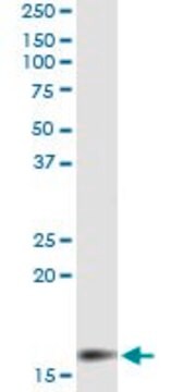 Monoclonal Anti-MGST2 antibody produced in mouse clone 4E1, purified immunoglobulin, buffered aqueous solution