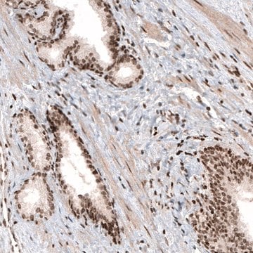 Monoclonal Anti-HIST1H3A antibody produced in mouse Prestige Antibodies&#174; Powered by Atlas Antibodies, clone CL4968, purified immunoglobulin, buffered aqueous glycerol solution