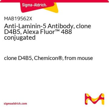 Anti-Laminin-5 Antibody, clone D4B5, Alexa Fluor&#8482; 488 conjugated clone D4B5, Chemicon&#174;, from mouse