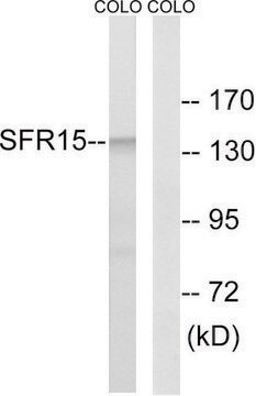 Anti-SFRS15 antibody produced in rabbit affinity isolated antibody