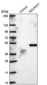 Anti-NDUFAF7 antibody produced in rabbit Prestige Antibodies&#174; Powered by Atlas Antibodies, affinity isolated antibody, buffered aqueous glycerol solution