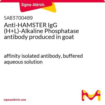 Anti-HAMSTER IgG (H+L)-Alkaline Phosphatase antibody produced in goat affinity isolated antibody, buffered aqueous solution