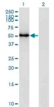 Monoclonal Anti-FLI1 antibody produced in mouse clone 2G8, purified immunoglobulin, buffered aqueous solution