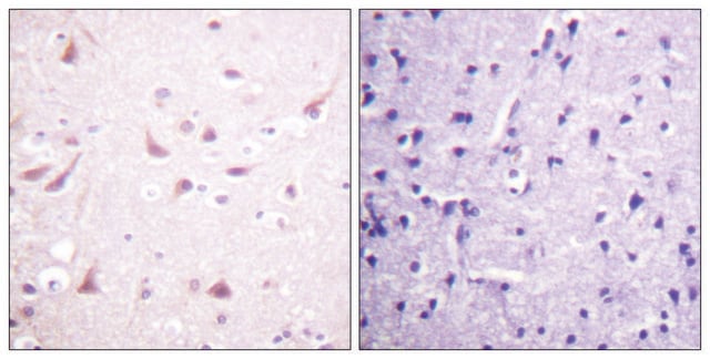 Anti-DRP-2 antibody produced in rabbit affinity isolated antibody