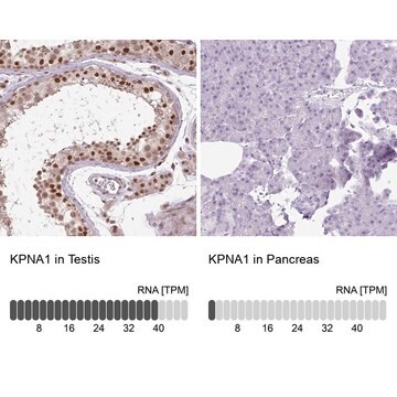 Anti-KPNA1 antibody produced in rabbit Prestige Antibodies&#174; Powered by Atlas Antibodies, affinity isolated antibody, buffered aqueous glycerol solution