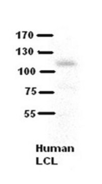 Anti-COL6A1 antibody produced in rabbit affinity isolated antibody