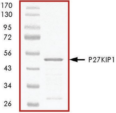 p27KIP1, GST tagged human recombinant, expressed in E. coli, &#8805;70% (SDS-PAGE), buffered aqueous glycerol solution