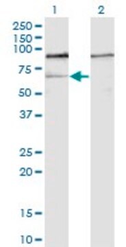 Monoclonal Anti-GNL3 antibody produced in mouse clone 1A1, purified immunoglobulin, buffered aqueous solution