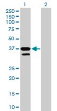 Anti-MFNG antibody produced in mouse purified immunoglobulin, buffered aqueous solution