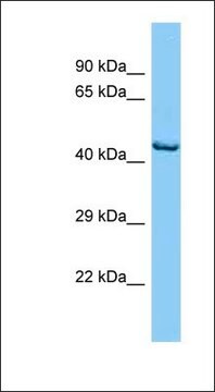 Anti-OPN1MW antibody produced in rabbit affinity isolated antibody