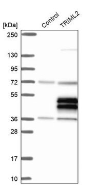 Anti-TRIML2 antibody produced in rabbit Prestige Antibodies&#174; Powered by Atlas Antibodies, affinity isolated antibody, buffered aqueous glycerol solution