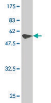 Monoclonal Anti-PIR antibody produced in mouse clone 4D1, purified immunoglobulin, buffered aqueous solution