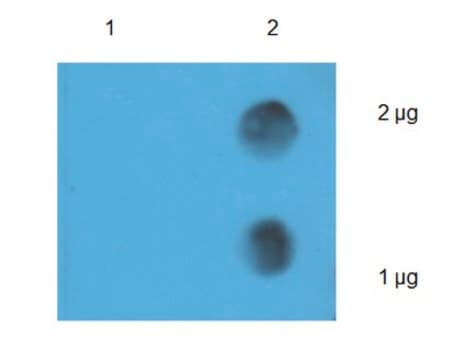 Anti-N6-methyladenosine (m6A) Antibody from rabbit