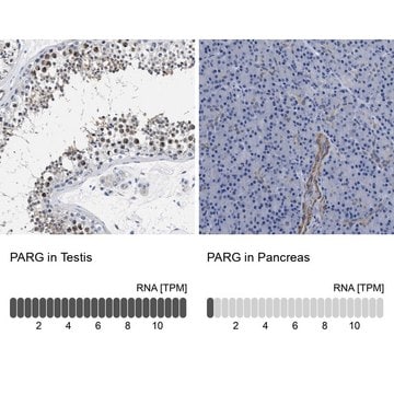 Anti-PARG antibody produced in rabbit Prestige Antibodies&#174; Powered by Atlas Antibodies, affinity isolated antibody, buffered aqueous glycerol solution