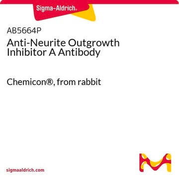 Anti-Neurite Outgrowth Inhibitor A Antibody Chemicon&#174;, from rabbit