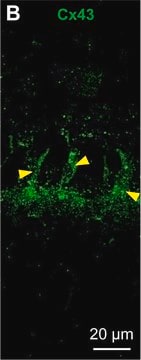 抗间隙连接蛋白43 兔抗 affinity isolated antibody, buffered aqueous solution