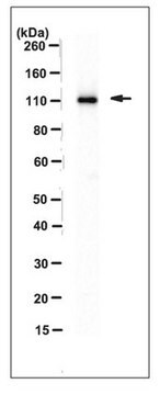 Anti-Tudor-SN Antibody, clone 13.14.1 clone 13.14.1, 1&#160;mg/mL, from mouse