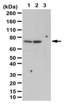 Anti-phospho-p70 S6 Kinase (Thr389) Antibody from rabbit, purified by affinity chromatography