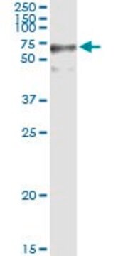 Anti-GFPT2 antibody produced in rabbit purified immunoglobulin, buffered aqueous solution