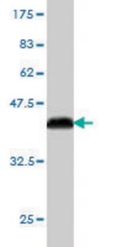 Monoclonal Anti-PCDHB3 antibody produced in mouse clone 4F6, purified immunoglobulin, buffered aqueous solution