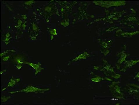 Monoclonal Anti-STX4A antibody produced in mouse clone 6A1, purified immunoglobulin, buffered aqueous solution