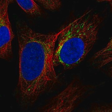 Anti-DNASE1L2 antibody produced in rabbit Prestige Antibodies&#174; Powered by Atlas Antibodies, affinity isolated antibody, buffered aqueous glycerol solution