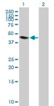 Anti-NEIL1 antibody produced in mouse purified immunoglobulin, buffered aqueous solution