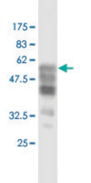 Monoclonal Anti-SYP antibody produced in mouse clone 3B3, purified immunoglobulin, buffered aqueous solution