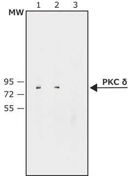 Anti-Protein Kinase&#160;C&#948; antibody produced in rabbit whole antiserum