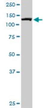 Monoclonal Anti-IPO7, (C-terminal) antibody produced in mouse clone 4G6, purified immunoglobulin, buffered aqueous solution