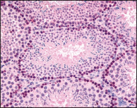 Anti-GLI2 antibody produced in rabbit affinity isolated antibody, buffered aqueous solution