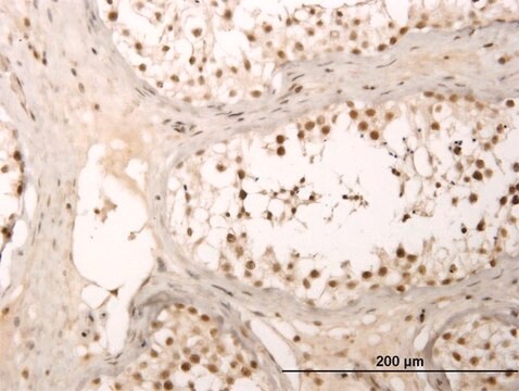 Monoclonal Anti-ZNF213 antibody produced in mouse clone 5D7, purified immunoglobulin, buffered aqueous solution