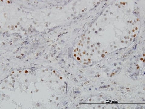 Monoclonal Anti-BRD3, (C-terminal) antibody produced in mouse clone 7G6, purified immunoglobulin, buffered aqueous solution